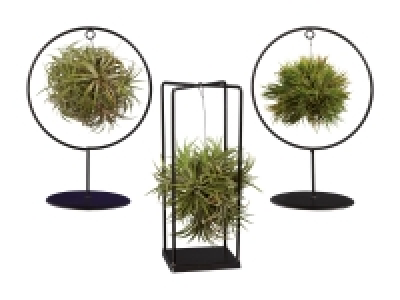 Lidl  Tillandsia in Metallform