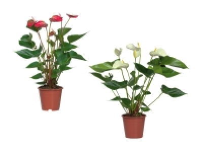 Lidl  Anthurium Andreanum