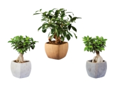 Ficus Ginseng in Viereck-Keramik