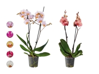 Lidl  Phalaenopsis 2-Stieler