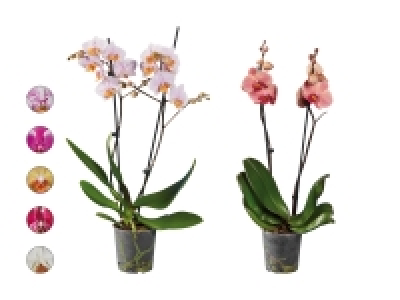 Phalaenopsis 2-Stieler