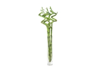 Lidl  Glücksbambus-Spirale