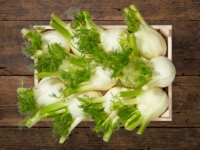 Fenchel