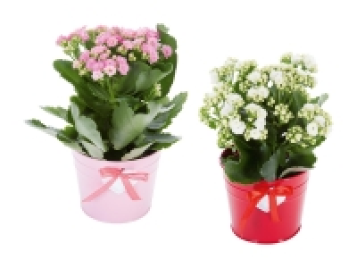 Lidl  Kalanchoe im Zinktopf mit Herz