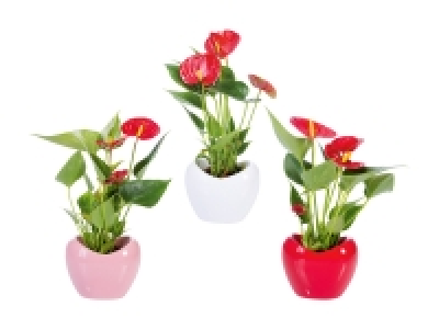 Lidl  Anthurium in Herzkeramik