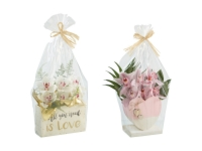 Cymbidium für Valentinstag