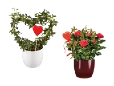 Anthurium mit Hedara-Herz im Topf