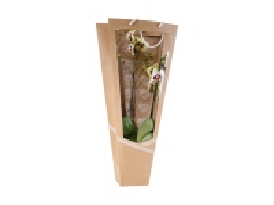 Phalaenopsis 2-Stieler im Display Design