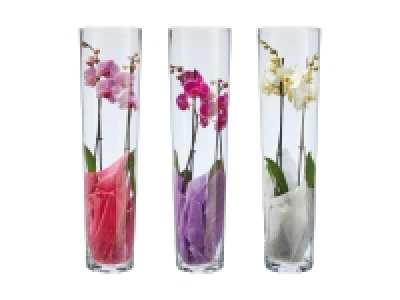 Phalaenopsis Cascade