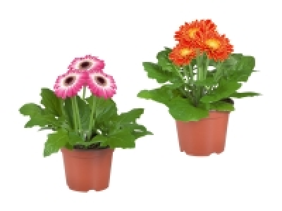 Lidl  Gerbera-Mix