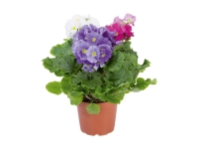 Primula Obconica dreifarbig