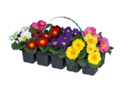 Primula Acaulis Mix