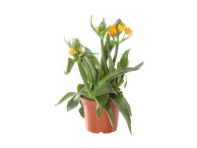 Ornithogalum