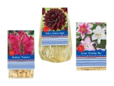 Blumenzwiebeln «Standard»