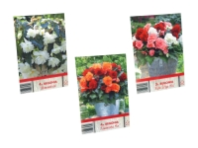 Blumenzwiebeln «Begonien»