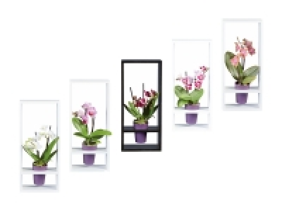 Lidl  Phalaenopsis Mini Wood-Cube