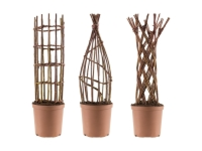 Geflochtene Salix Weide