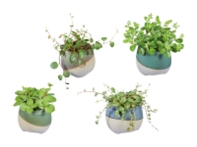 Peperomia Mix im Keramiktopf