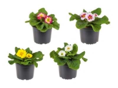 Lidl  Primula Acaulis XL