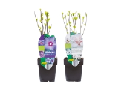 Hibiskusmix CHF&nbsp;3.99