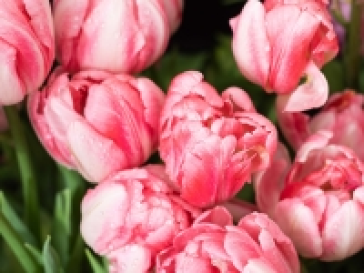 Tulpen gefüllt