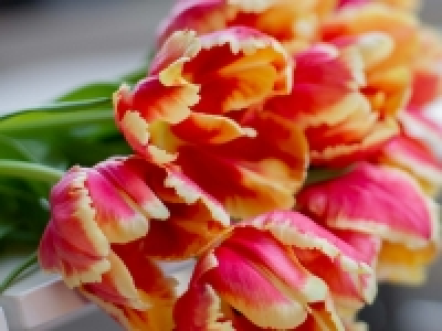 Tulpen Papageien