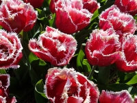 Lidl  Tulpen gefranst