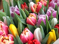 Lidl  Tulpen gemischt