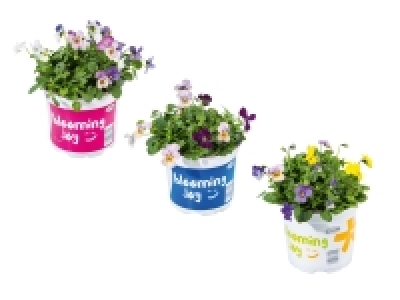 Viola Festival Colours