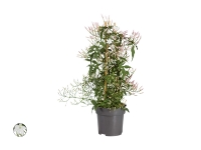 Jasmin Duo-Mix