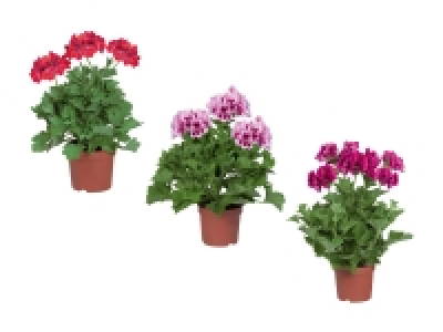 Pelargonium grandiflorum
