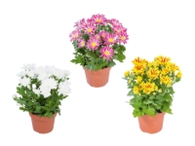 Chrysanthemen «Elle fleur»