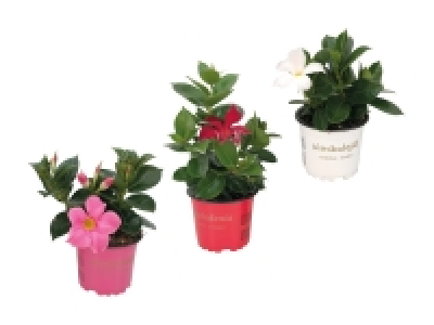 Dipladenia