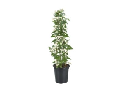 Jasmin Solanum Säule
