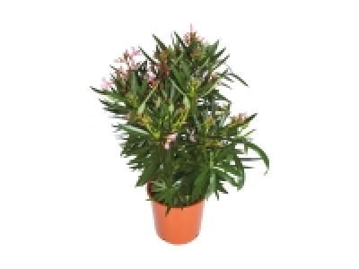 Lidl  Oleander XXL