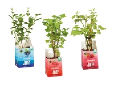 Bio Beerensträucher «Joe»