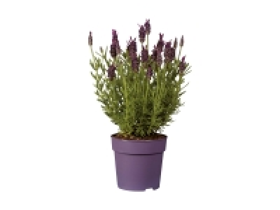 Lidl  Lavendel stoechas