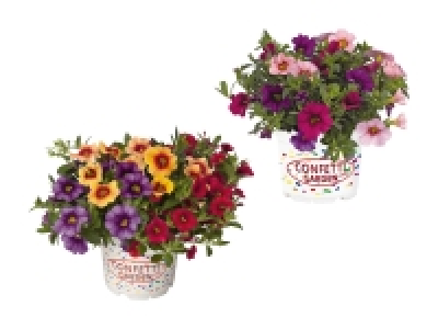 Calibrachoa Trio