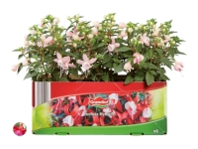 Fuchsien CHF 4.99