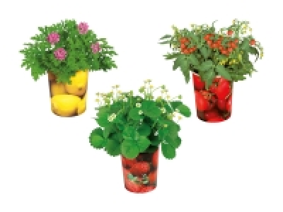 Fruchtpflanzen im Becher