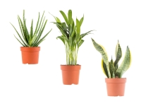 Lidl  Air-Purifying Plants