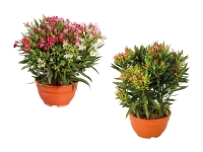 Lidl  Oleander Schale Trio XL (nur in der Deutschschweiz)