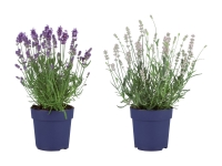 Lidl  Lavendel angustifolia (nur in der Deutschschweiz)