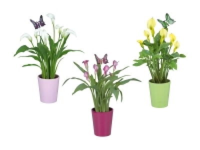 Calla im Keramikübertopf (nur in der Deutschschweiz)