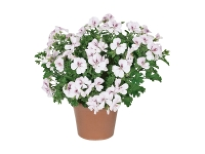 Pelargonium Pretty Little Lady (nur in der Westschweiz und im Tessin)