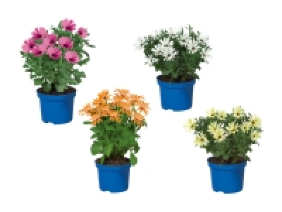 Osteospermum (nur in der Westschweiz und im Tessin)