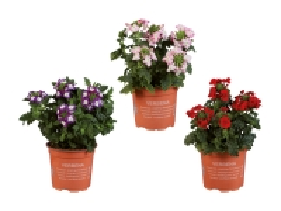Verbena (nur in der Westschweiz und im Tessin)