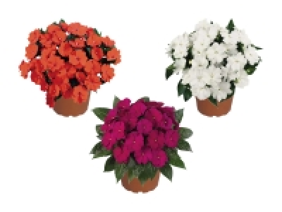 Impatiens (nur in der Westschweiz und im Tessin)