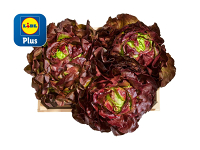 Kopfsalat rot