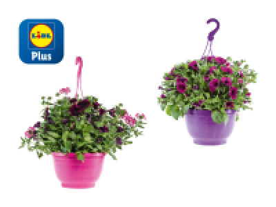 Lidl  Ampel­pflanzen Maxi